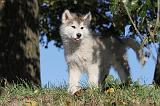 ALASKAN MALAMUTE 229